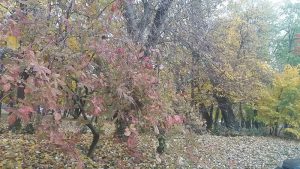 őszi-park-lombhullatás-http://minden-nap-alap.hu